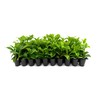 Viburnum Odoritissimum | 20 Live Plants | Viburnum Odoratissimum |