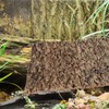 Zerodeko 2 x Terrarium Cork Bark Background Plate Reptile Basin