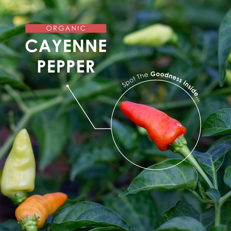 Organic Cayenne Pepper Capsules 650mg (per Capsule) – 100,000 Scoville