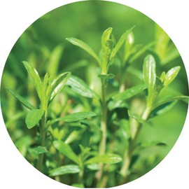 Living Libations Savory Essential Oil, 15ml