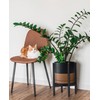 D'vine Dev Ceramic Planter with Ebony Stand - 10 Inch