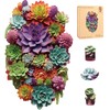 Wooden Puzzles,Succulent World Jigsaw Puzzles,Unique Shaped Wooden Puzzle for Adults