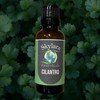 Cilantro Essential Oil - 100% Pure and Therapeutic Grade -