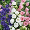 NIKA SEEDS - Flowers Canterbury Bells Double Mix (Cups and