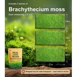 Live Moss – Brachythecium Moss (3 Sheets, Each Approx. 3.5"x7") for Terrariums, Moss Gardens, Plant Layouts & Natural Decor – Naturally Grown, Reusable, Not Artificial