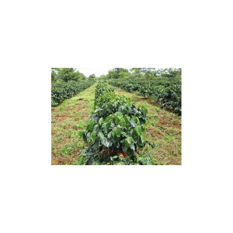 Laos Arabica G1 (250g) (Beans)