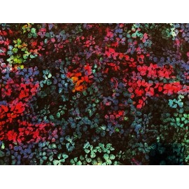 'NuggleBuddy Moist Heat & Aromatherapy Organic Rice Pack for Microwave. Beautiful Midnight Meadow Fabric Infused with Sweet Lavender Aromatherapy.