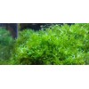 Moss/Plant Christmas Moss,Subwasser - Susswassertang 2oz