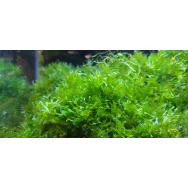 Moss/Plant Christmas Moss,Subwasser - Susswassertang 2oz