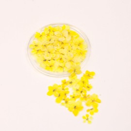 1 Boxes 50 pcs Nail Drying Flower, DIY, 3D Nail Art, Plant Theme, Irregular Shape, Flower Stickers Suitable for Care and Small Natural Nail Decoration, Accessories. (Miami Lemon Yellow)