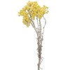 Daichi Farm DO032052-000 Dried Flowers, Immortel, Natural Yellow, Large, Approx.