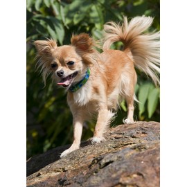 LupinePet Originals 1/2" Tail Feathers 10-16" Adjustable Collar for Small Dogs