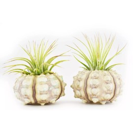 Florida Shells and Gifts 3 Real Air Plant in Thai Sea Urchin Shells (2 1/2") Coastal Beach Wedding Decor