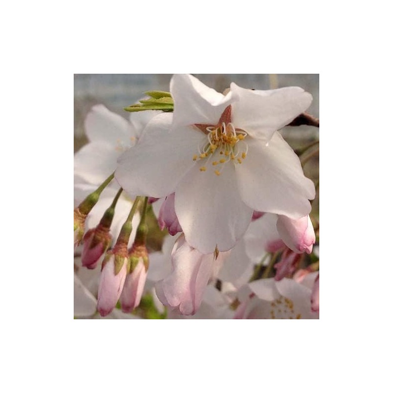 Live Akebono Cherry Blossom Tree (6''-10'' Tall) - Cherry Blossom
