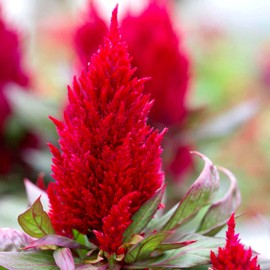 Celosia Plumosa Mix Plumed Cockscomb Celosia Argentea 200+ Seeds Garden Flower Seeds Multicolor