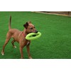 Happy Pet Grubber dog toy in rugby ball shape, jumping