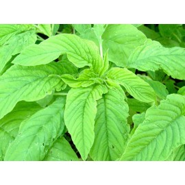 White 1000-2000 Varieties Red, Green, Red Stem, White Amaranth  Chinese Spinach Seeds - 2000+ Green Leaf