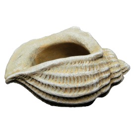 Classic Home and Garden 260024-C149 Jagger Shell Succulent Planter, Sand