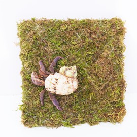 Begeterday 6 Inch Hermit Crab Climbing Wall, Ideal Adjustable Hermit Crab Supplies for 10 Gallon Hermit Crab Tank