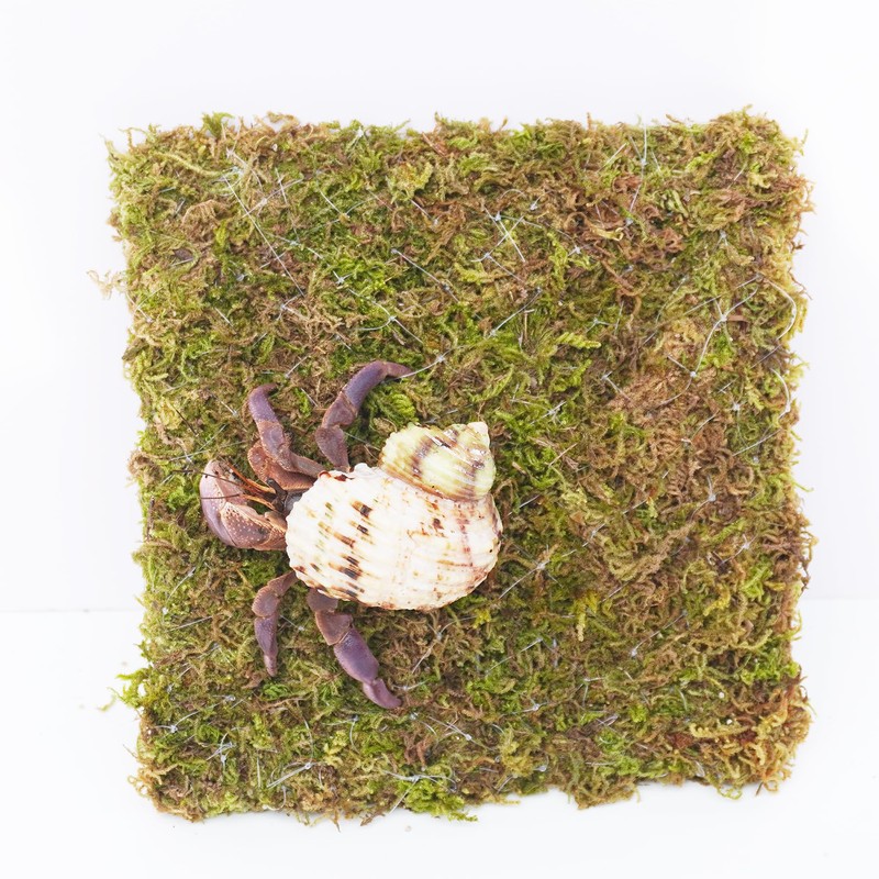 Begeterday 6 Inch Hermit Crab Climbing Wall, Ideal Adjustable Hermit