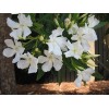 CitronellaKing 3 White Oleander “Sister Agnes” Nerium Oleander, 2.5" Nursery