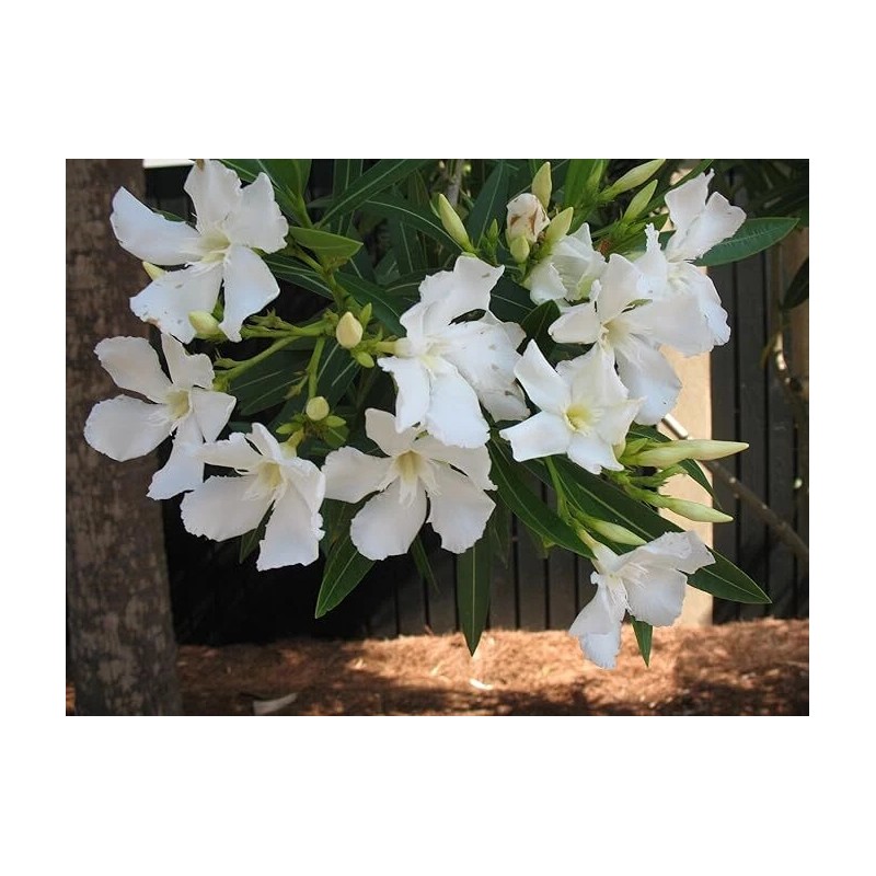 CitronellaKing 3 White Oleander “Sister Agnes” Nerium Oleander, 2.5" Nursery