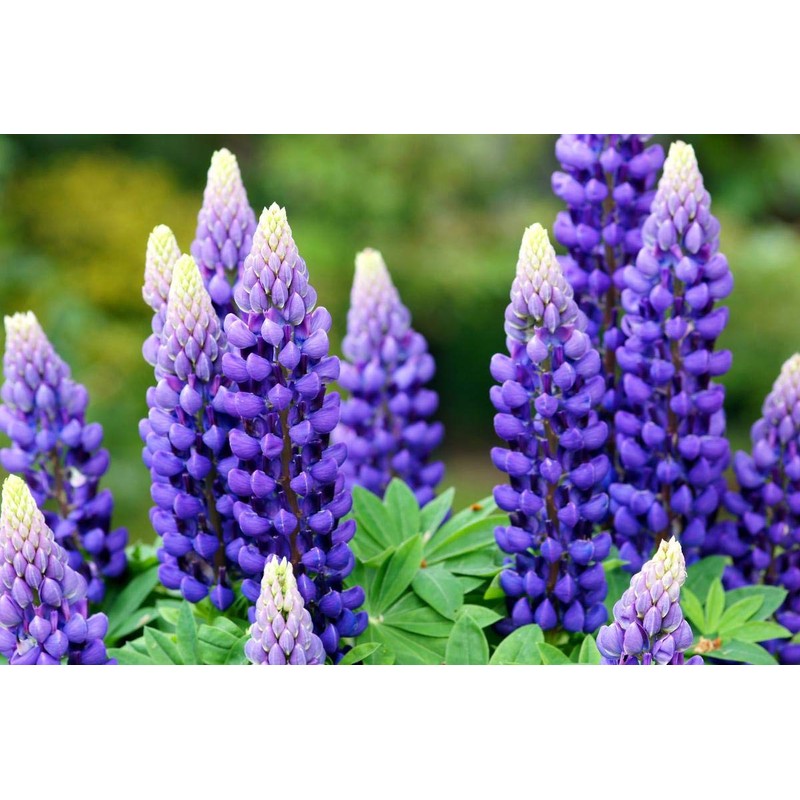 KIRA SEEDS - Seeds Blue Lupin - Perennial Flowers for