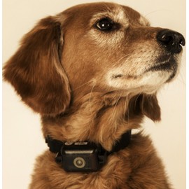 DT Systems 2090 Ultra Min-e No Bark Trainer