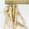 Dairyland Ginseng WOHO Cultivated Fresh Ginseng American Ginseng Jumbo 8oz