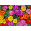 Cut and Come Back Zinnia Seeds for Planting - 250+