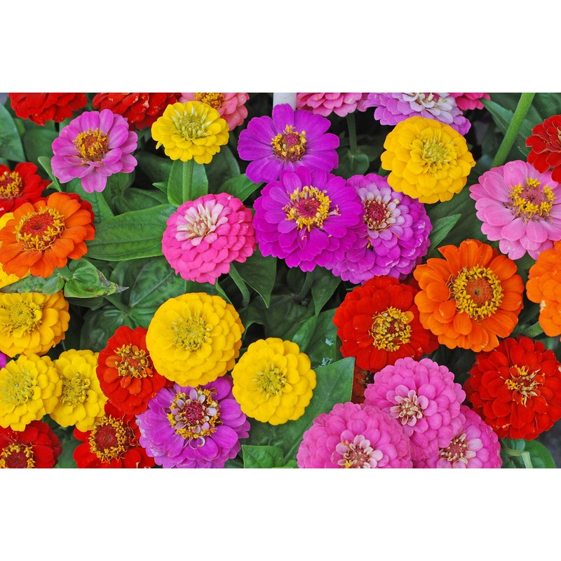 Cut and Come Back Zinnia Seeds for Planting - 250+