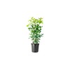 Fragrant Tea Olive Shrub | 1 Extra Large 3 Gallon