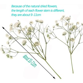 100PCS Dried Pressed Flowers,Natural Baby Breath Dried,Dry Flowers