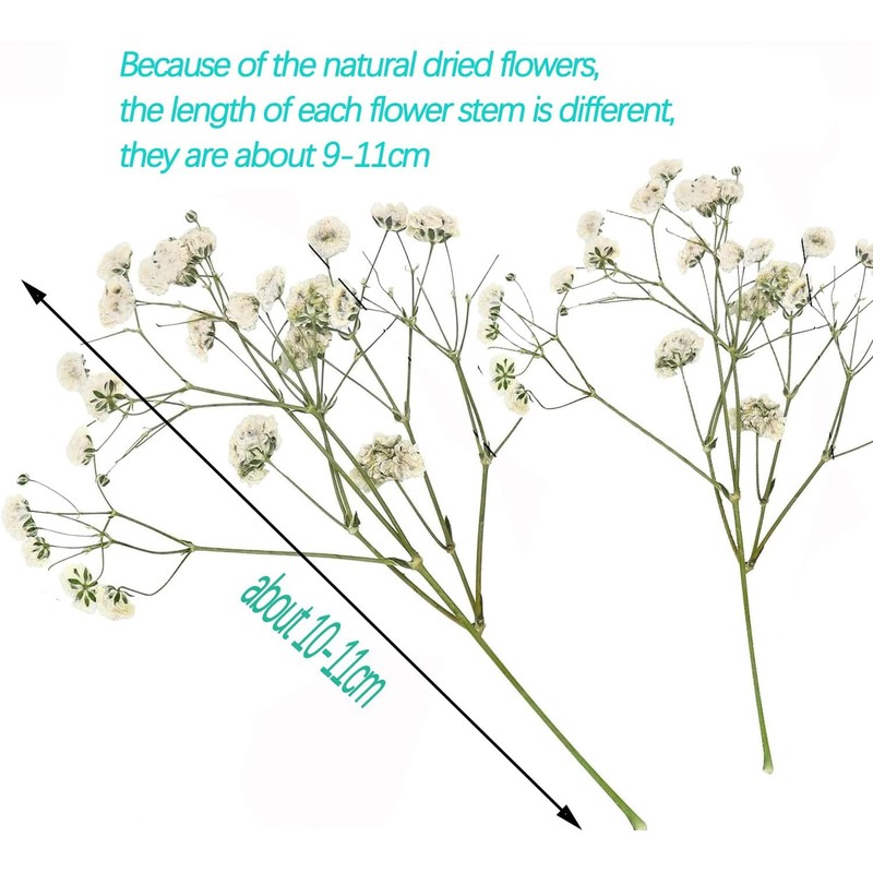 100PCS Dried Pressed Flowers,Natural Baby Breath Dried,Dry Flowers