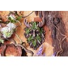 Nemesis Now Bryn Tree Spirit Wall Plaque, Brown, 20.8cm