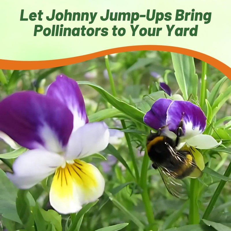 Outsidepride Outsidepride 1/2 lb. Perennial Viola Johnny Jump Up Flower