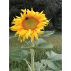 Organic Giant Sunflower Seeds (Helianthus annuus), 50 Seeds (12 Grams)