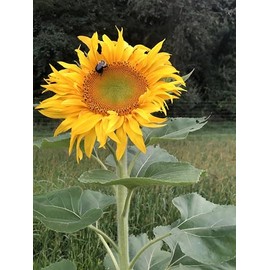 Organic Giant Sunflower Seeds (Helianthus annuus), 50 Seeds (12 Grams) - Cut Flower, Edible Seeds, Survival Food