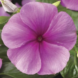 Vinca Seeds 50 Seeds Vinca Sunstorm Deep Lilac Annual Seeds