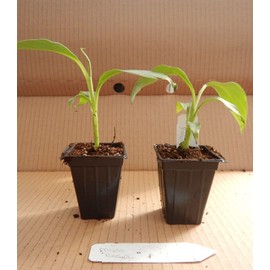 hope's garden ~BASJOO Banana Tree~~Cold Hardy Musa Live Banana Tree-SMALL ROOTED STARTER PLANT