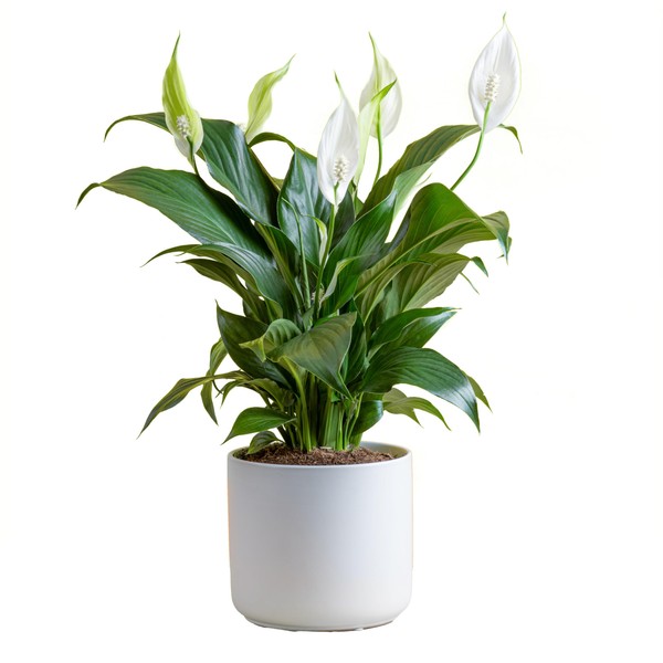 Costa Farms Peace Lily Live Plant, Indoor Houseplant with White Flowers, Room Air Purifier in Modern Decor Planter, Potted in Potting Soil, Birthday, Housewarming, Home Decor, 15-Inches Tall