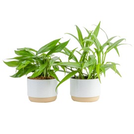 Costa Farms Pothos Live Plants | Pack of 2 | Easy to Grow Climbing Indoor Houseplants | 1-Foot Tall | Hand-Selected Varieties | 6-Inch Plant Pots | Housewarming Gift | Office and Room Decor