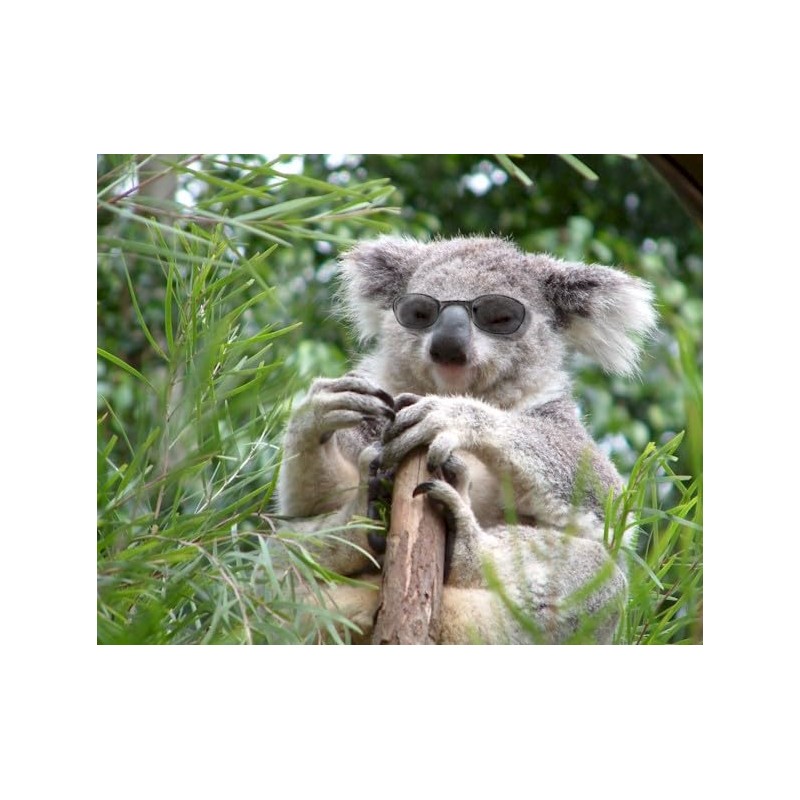 EUCALYPTUS ESSENTIAL OIL 100% Pure 8oz.