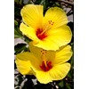 HAWAIIAN YELLOW HIBISCUS PLANT CUTTING ~ GROW HAWAII