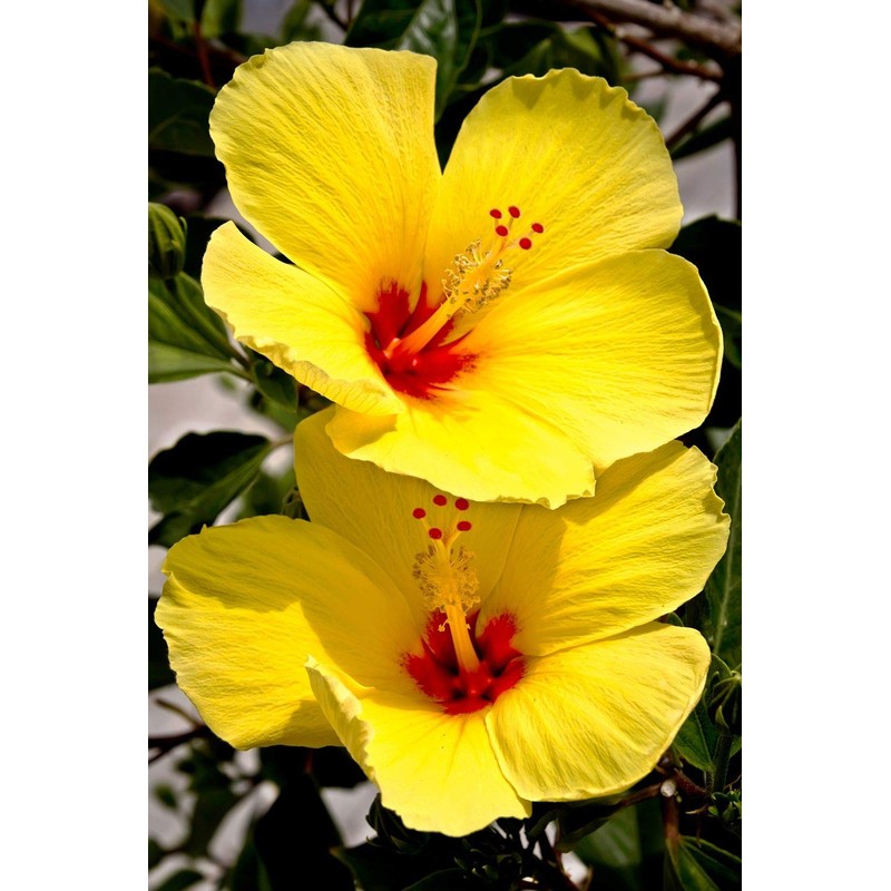 HAWAIIAN YELLOW HIBISCUS PLANT CUTTING ~ GROW HAWAII