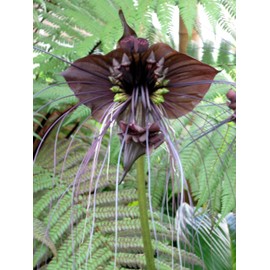 Black BAT Flower Tacca chantrieri Live Plant Unusual Indoor Deep Shade Bloom Rare Collector Rooted Growing Starter Size 4 Inch Pot Emerald R