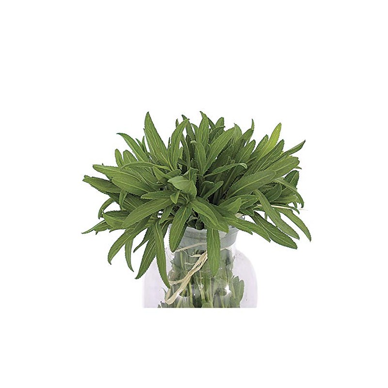 Park Seeds Organic Mexican Tarragon Herb, Pack of 100 Seeds