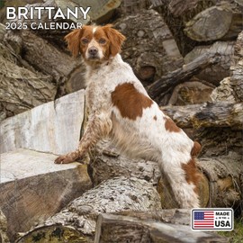 2025 Brittany Calendar - Dog Breed Wall Calendar - 12 x 24 Open - Thick No-Bleed Paper - 14 Month Planner Calendar Organizing & Planning