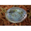 Green Abalone Sea Shell One Side Polished Beach Craft 3"