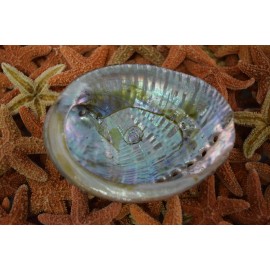 Green Abalone Sea Shell One Side Polished Beach Craft 3" - 4" (1 pc) #JC-015